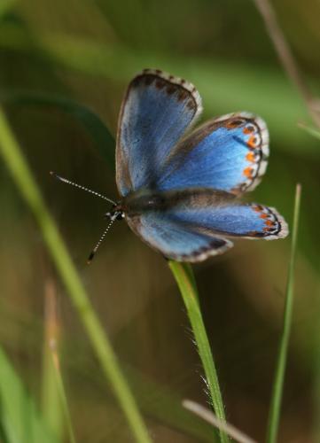 Polyommatus bellargus